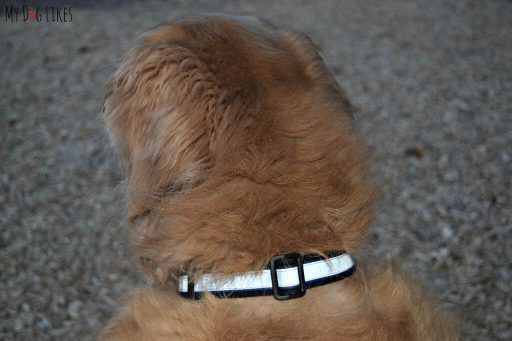 The Illumidog Reflective Dog Collar at dusk