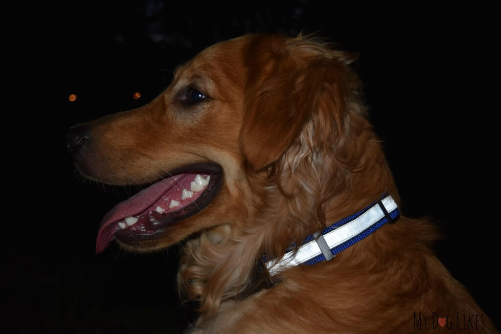 Charlie modeling his Illumidog SOLAS Dog Collar at night