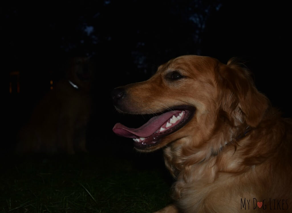 Harley and Charlie wearing their Illumidog Reflective Dog Collars