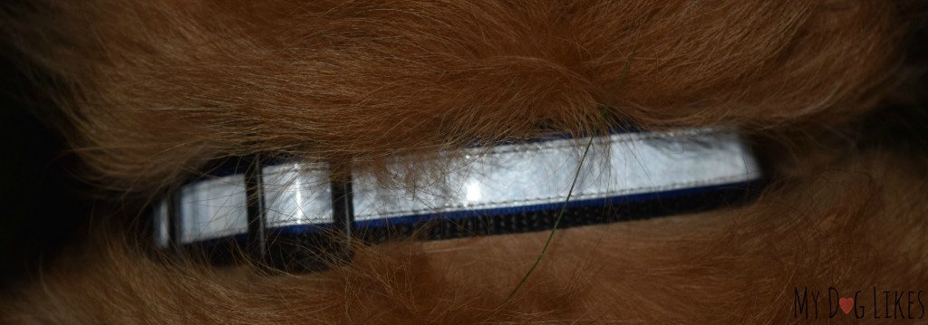 Closeup of the Illumidog Reflective Dog Collar at night