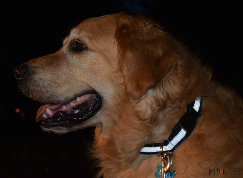 Harley wearing his Illumidog Reflective Dog Collar at night.