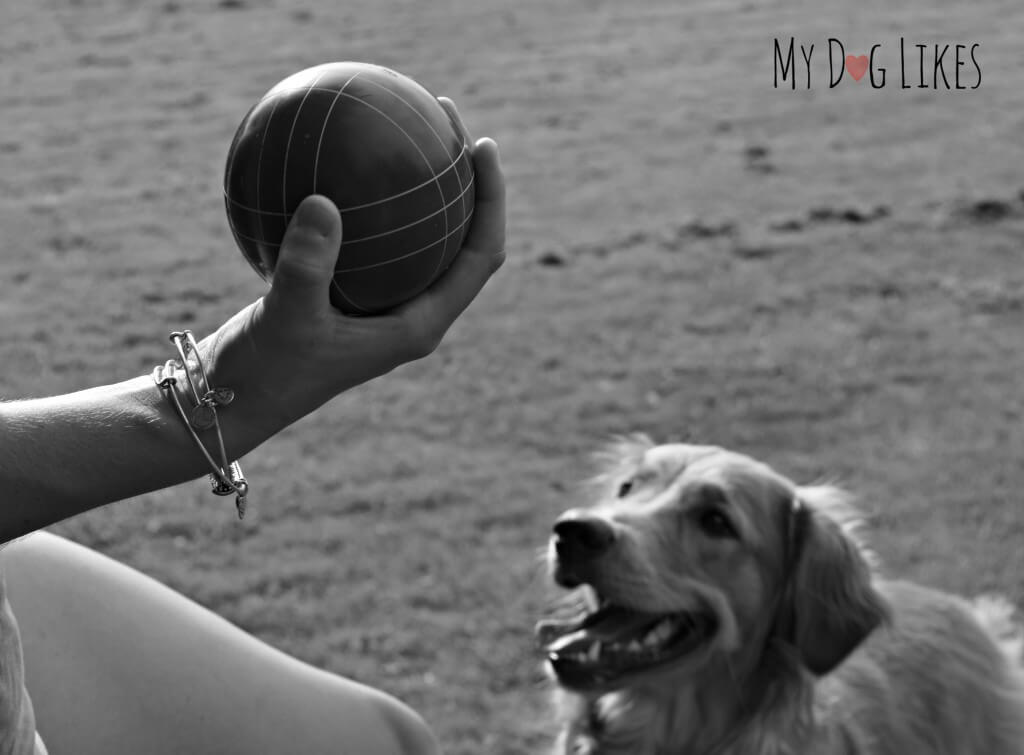 Playing Bocce with dogs around is easier said than done!