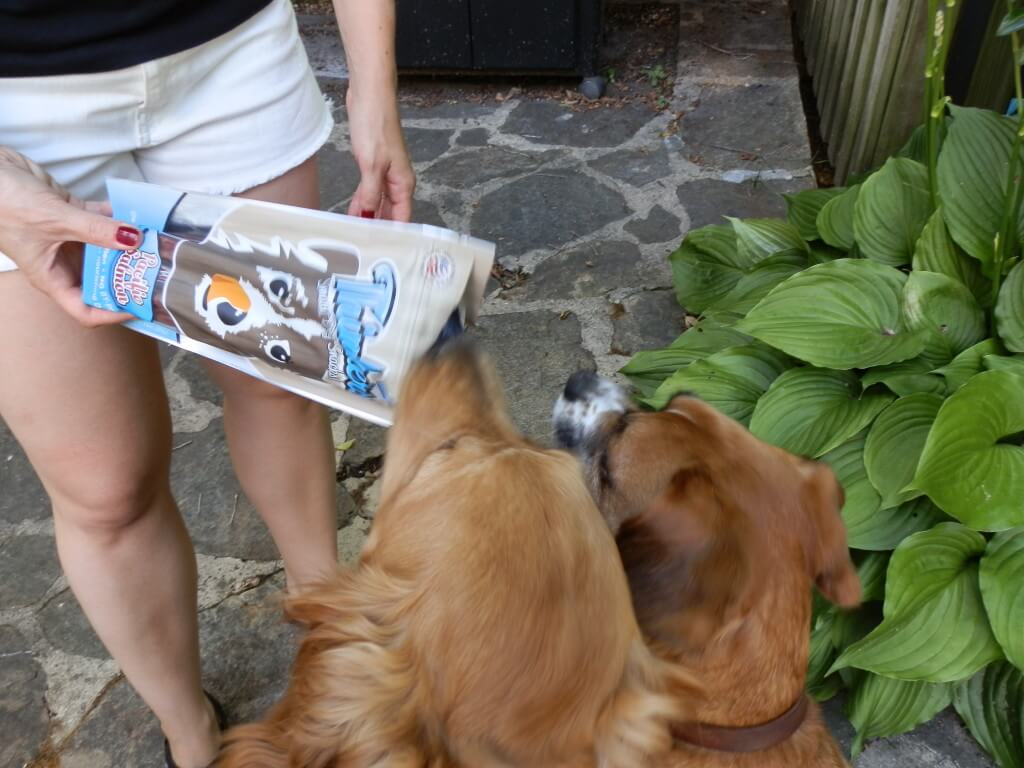 Charlie and Mia getting their first taste of Plato's Salmon dog treats.