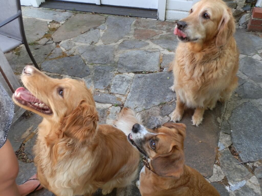 These pups are licking their chops for some more treats!
