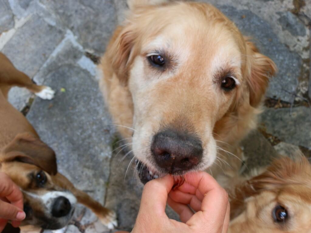 Harley being rewarded with a Plato dog treat