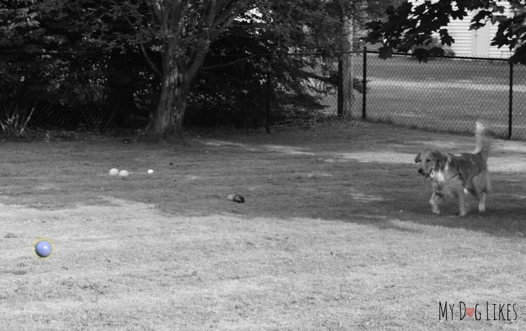 Charlie trying to decide which ball to chase!