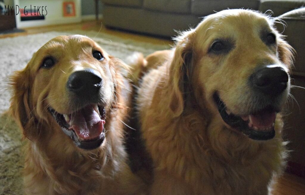 Our Golden Retrievers Harley and Charlie