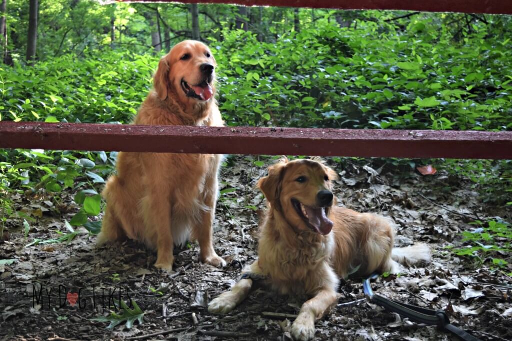 MyDogLIkes resident dog product testers, Harley and Charlie!