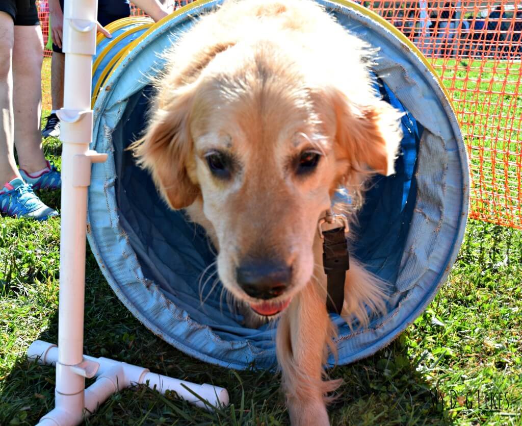 We were so proud of Harley for tackling the dog tunnel on the agility course!