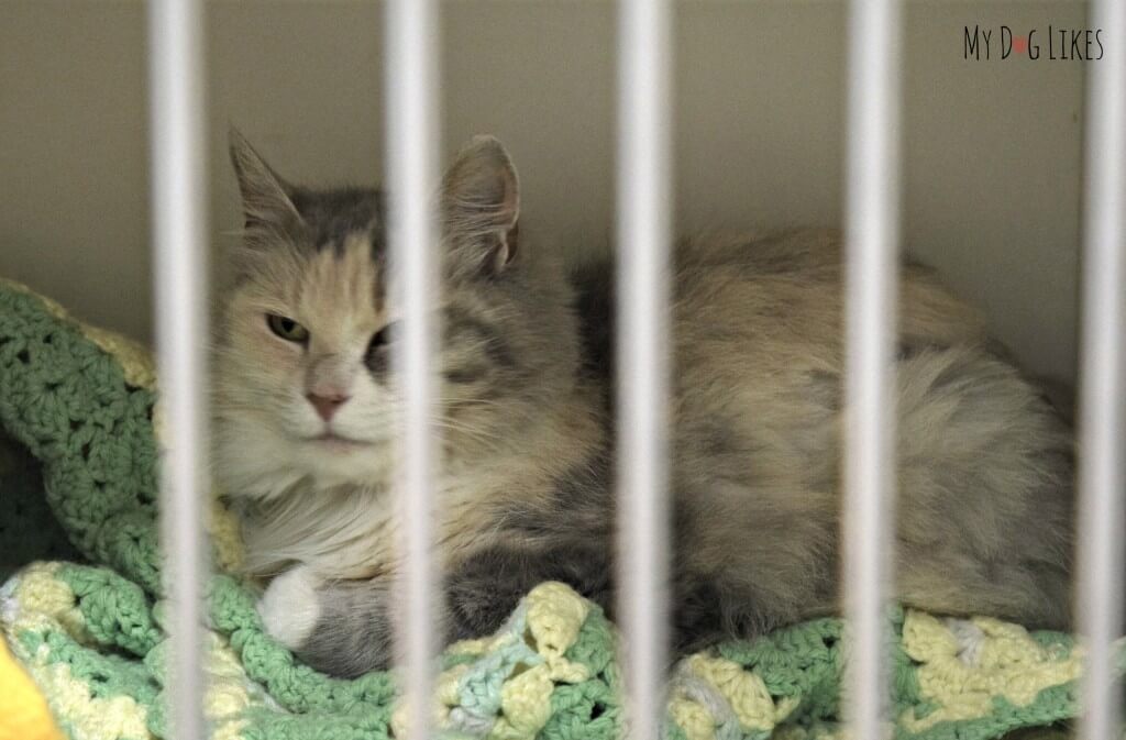 A cat at Lollypop Farm looking for a home