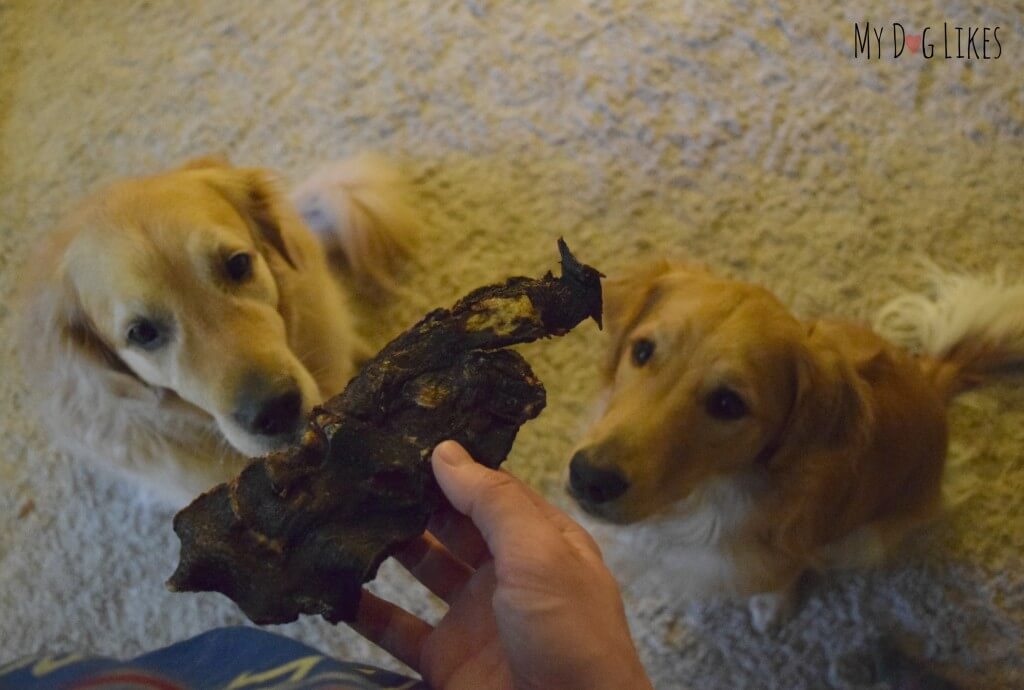 Our dogs have had enough of the photos and are ready to taste the Kangaroo Jerky from Best Bully Sticks!