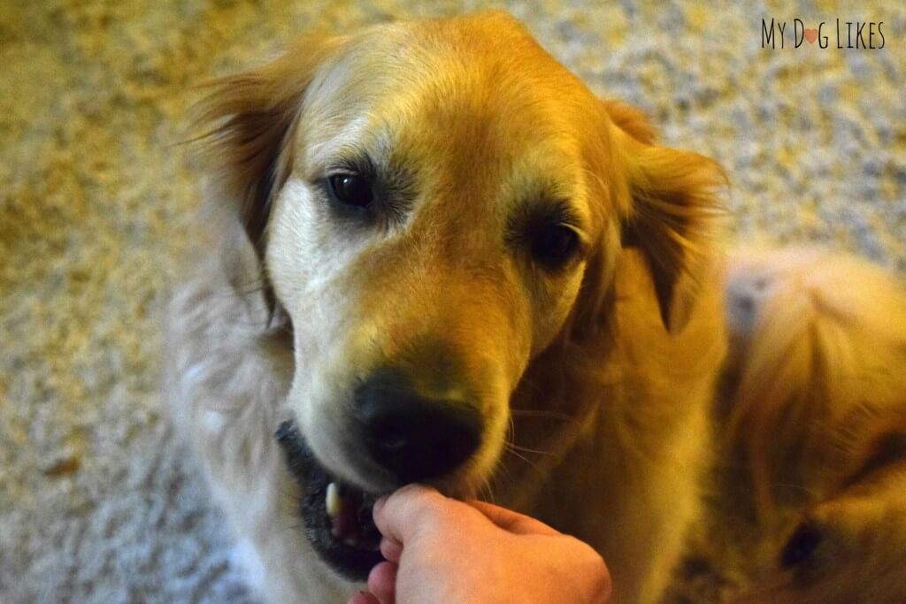 Harley tasting Best Bully Sticks Kangaroo Jerky