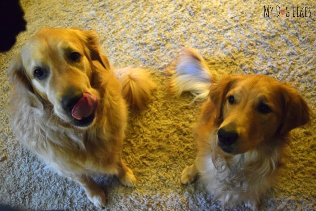 Golden Retrievers love Best Bully Sticks Kangaroo Jerky