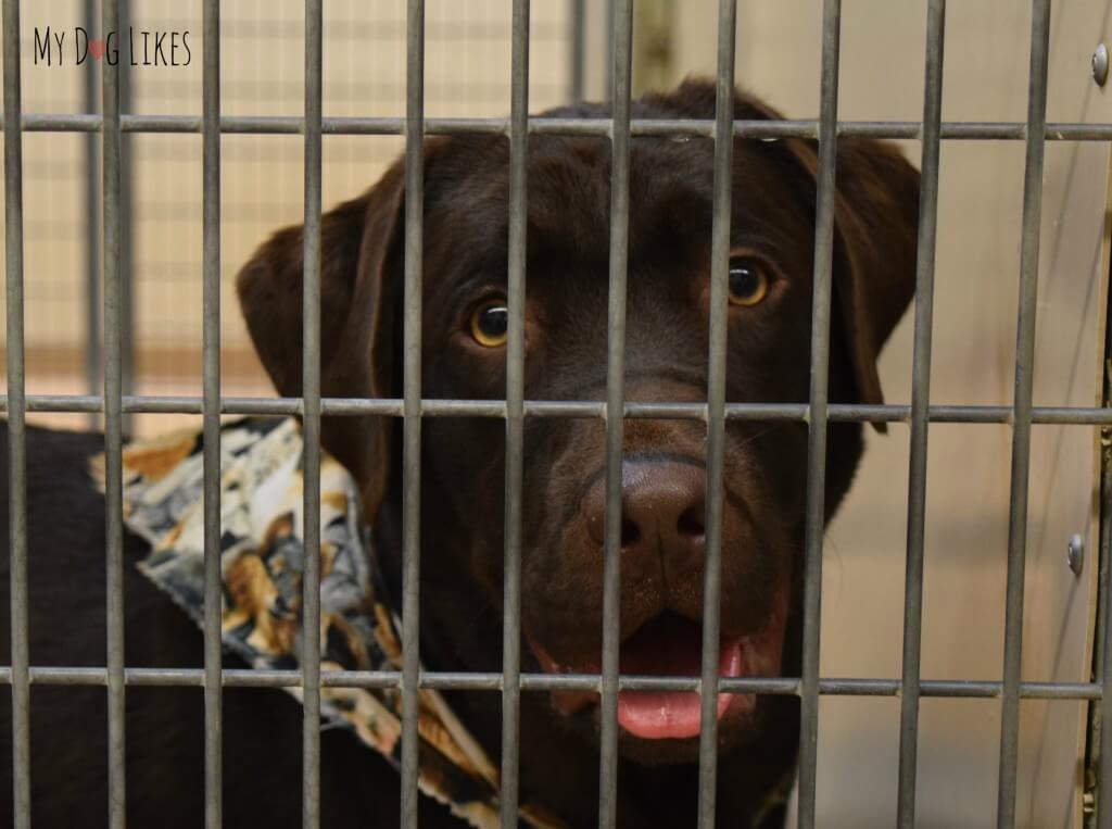 This cute pup is looking for a home! So many loving pets are waiting to meet their permanent families at Lollypop Farm!