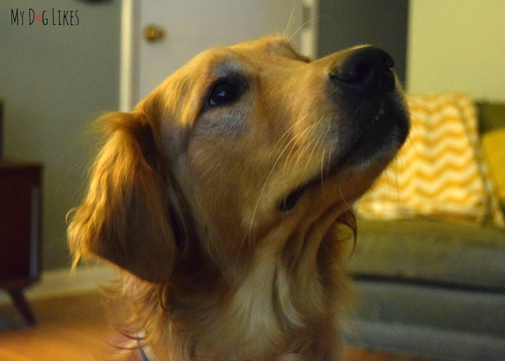 Charlie giving some puppy dog eyes for a piece of Kangaroo Jerky