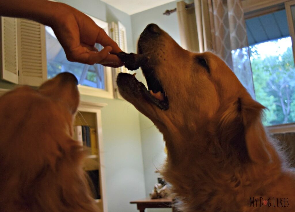 Harley testing out the Kangaroo Jerky Dog Treats from Best Bully Sticks