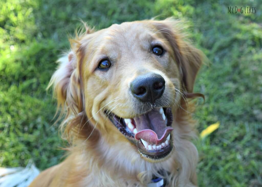 Charlie is such a happy Golden Retriever