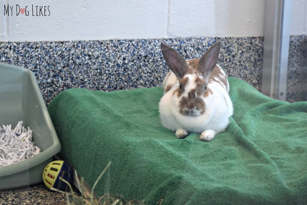 A bunny up for adoption at Lollypop Farm in Rochester, NY