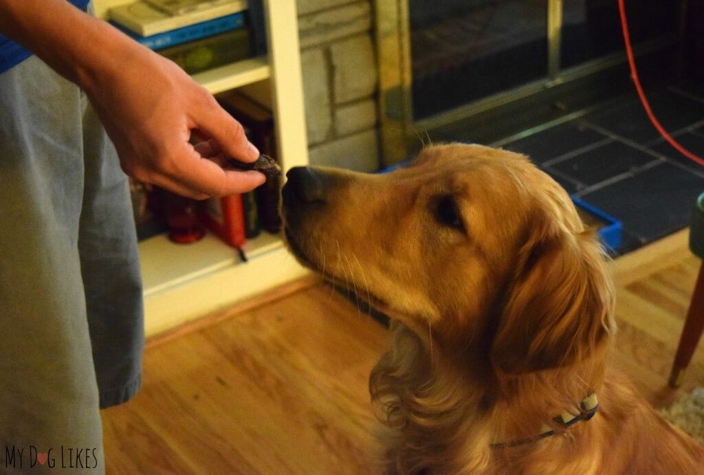 Charlie testing out the Kangaroo Jerky dog treats from Best Bully Sticks