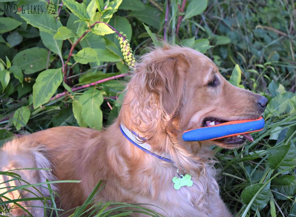 Charlie taking a break from fetching with his Chuckit! Boomerang