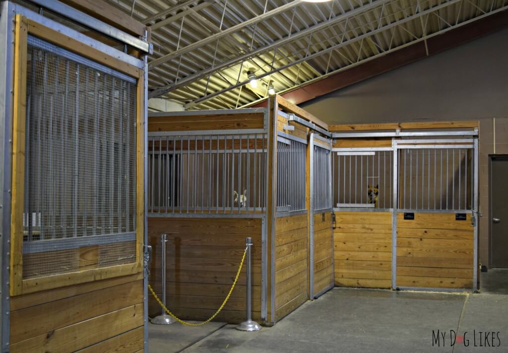 Llamas in the stalls at Lollypop Farm in Rochester, NY