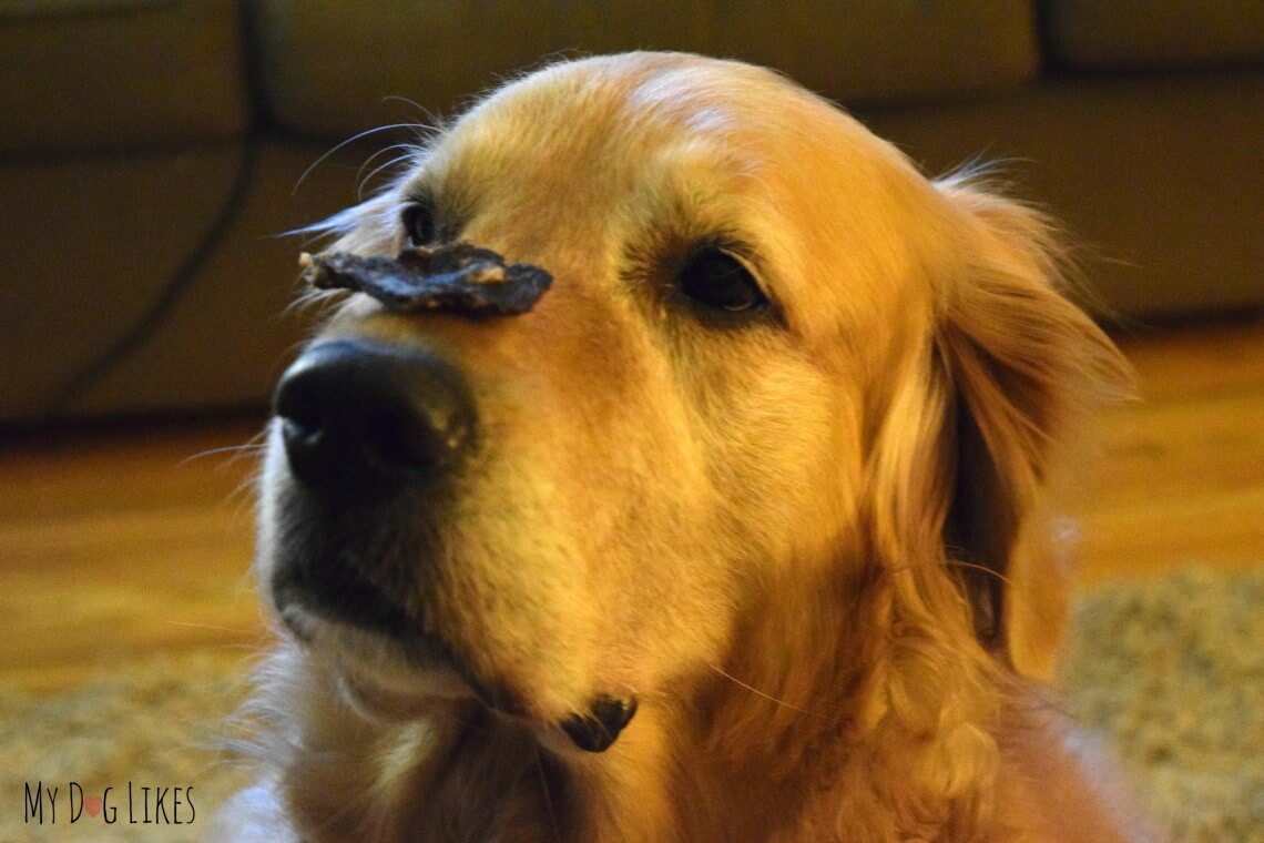 Best Bully Sticks Kangaroo Jerky Review