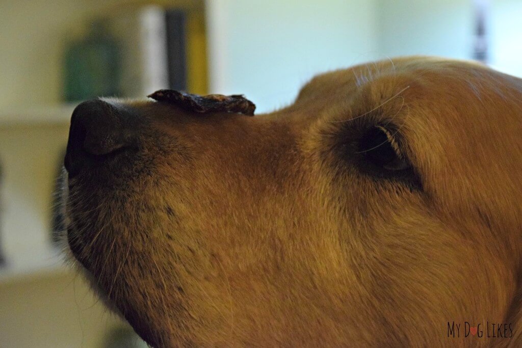 Harley showing off his Treat on Nose Trick with a piece of Kangaroo Jerky