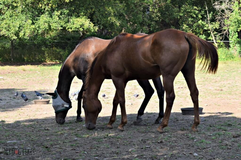 Horses at Lollypop Farm in Rochester, NY