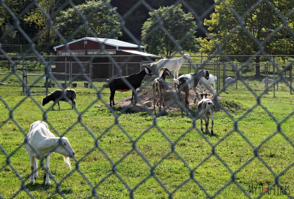 Goats in the Lollypop Farm animal sanctuary