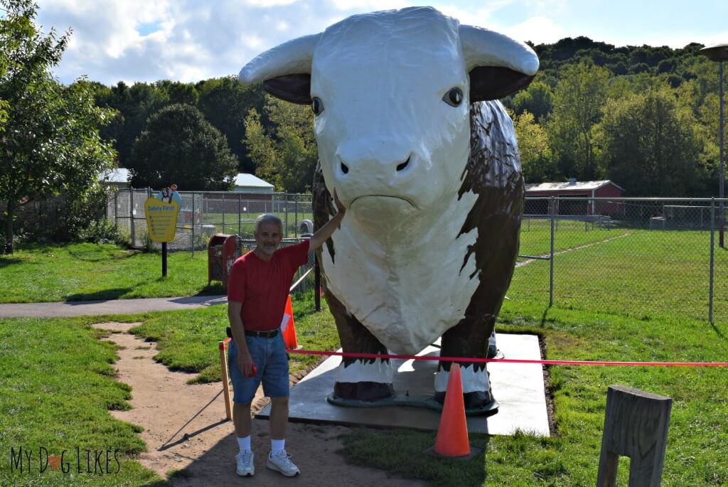 Bear posing next to the Lollypop Farm Bull Statue which he is in the process of restoring