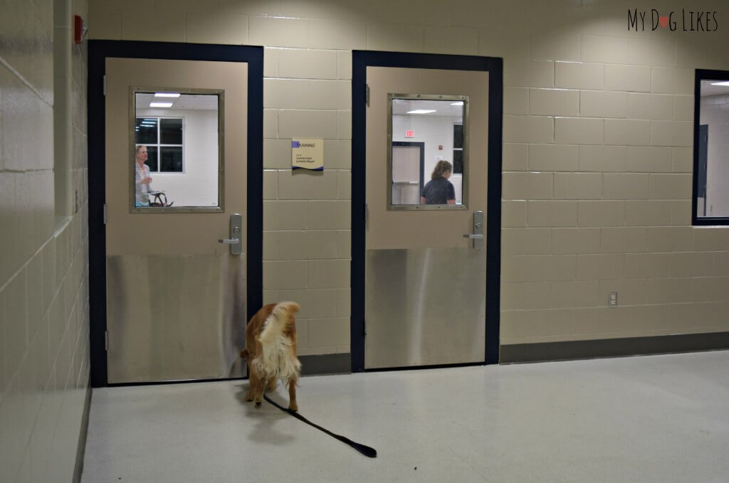 Charlie in the Lollypop Farm Training Center. He just completed his intermediate manners class.