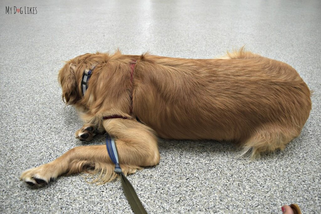 Charlie is a tired dog after training class at Lollypop Farm