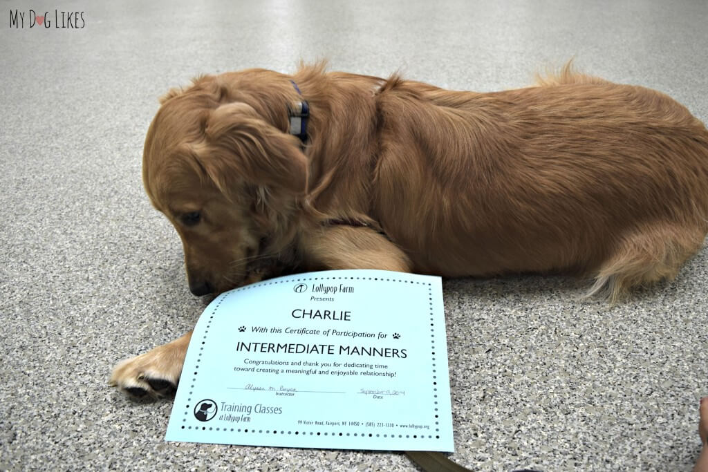 Charlie with his Dog Diploma after graduating from Intermediate Manners class at Lollypop Farm