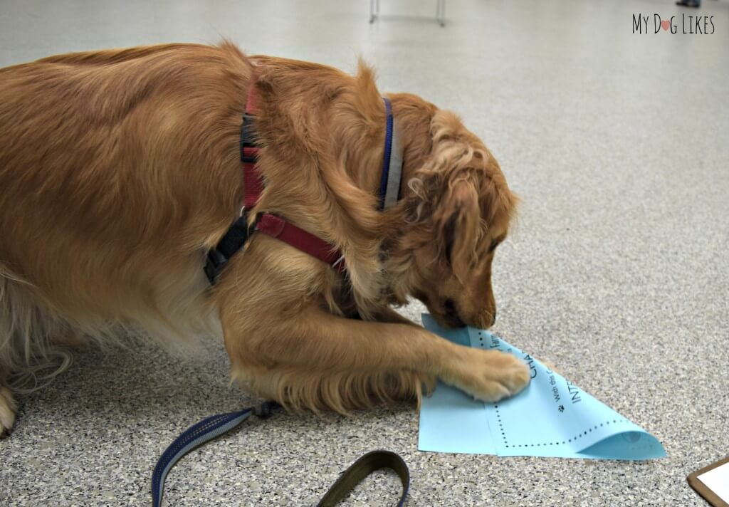 Charlie making us wonder if he deserved his diploma from training class!