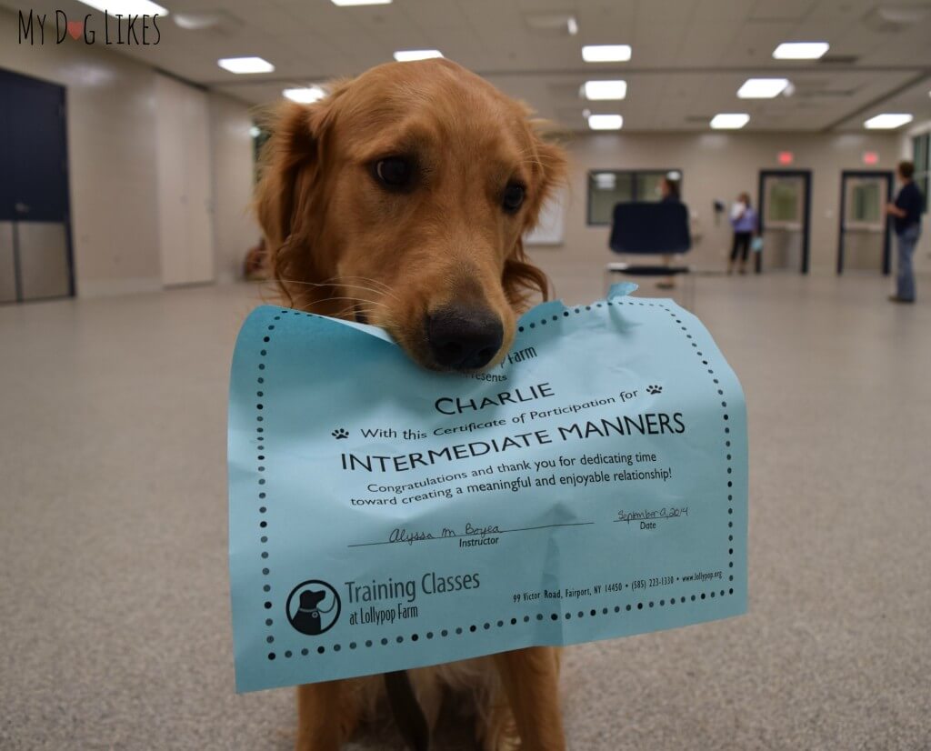 Charlie posing with his certificate for "Intermediat Manners" dog training classes at Lollypop Farm in Rochester, NY