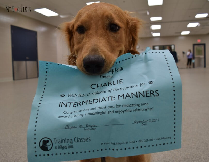 Charlie posing with his diploma after passing his Intermediate Manners class at Lollypop Farm