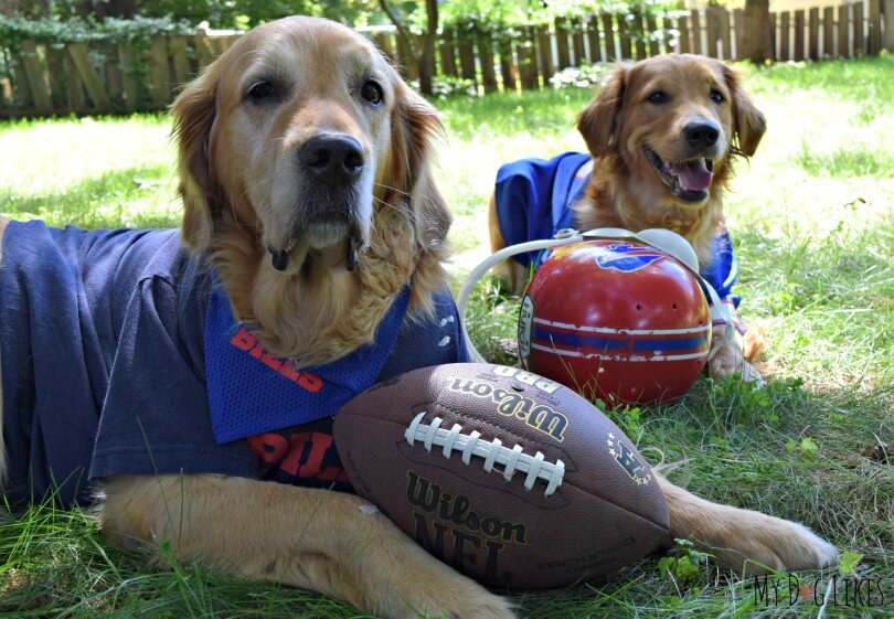 Harley and Charlie are huge Buffalo Bills fans!