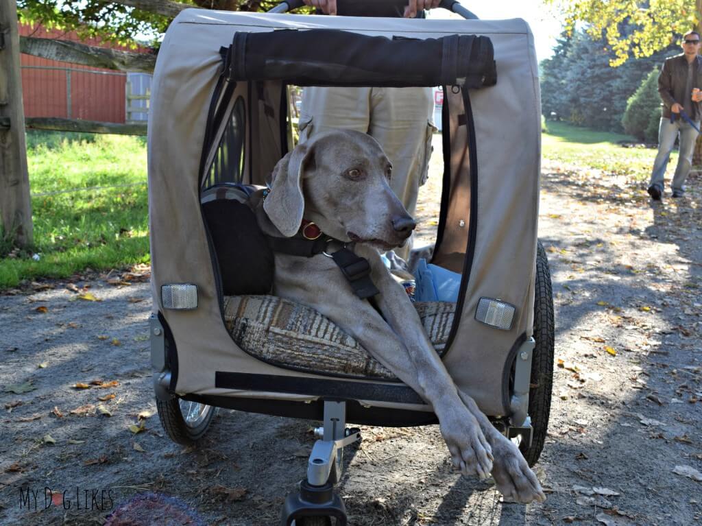 This pup still made the walk thanks to his disabled dog cart!