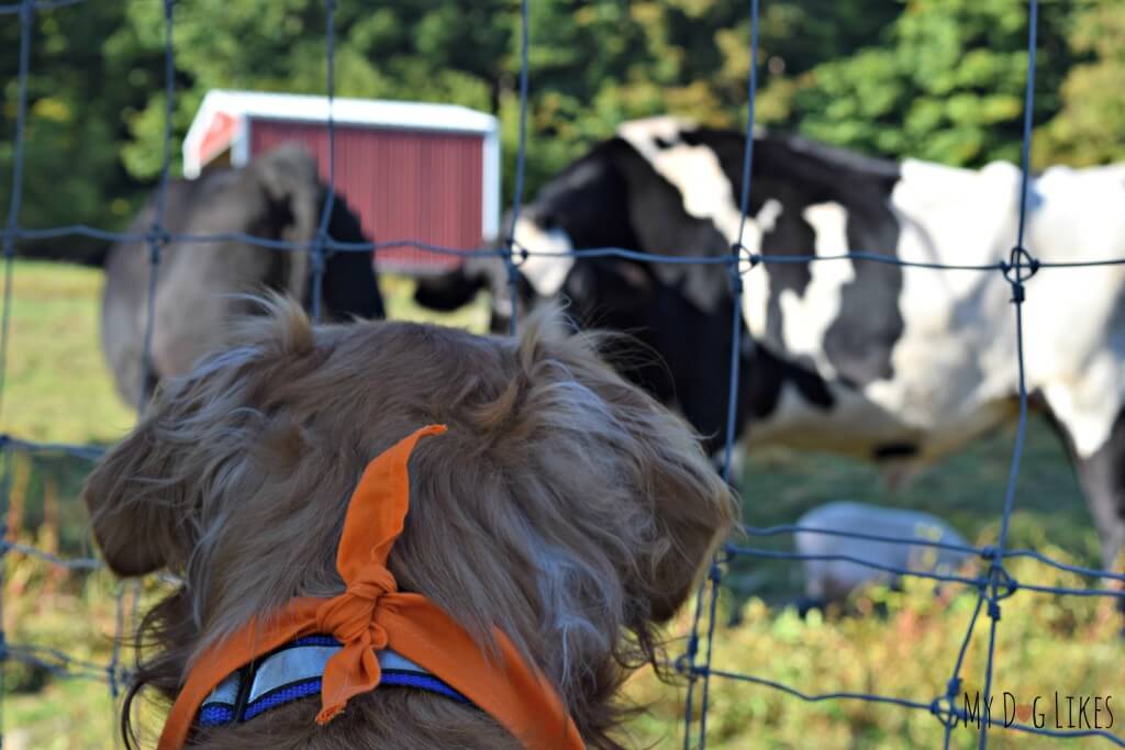 Charlie watching the cows on the farm walk at Lollypop Farm