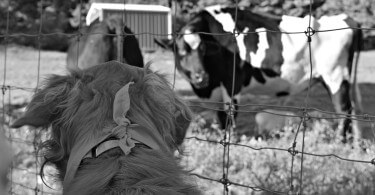 Charlie meeting the cows during the pet walk at Lollypop Farm's Barktober Fest