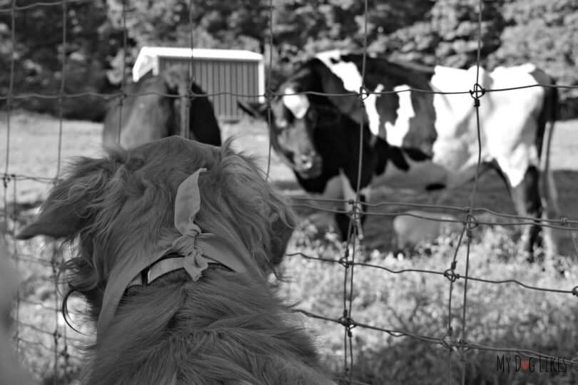 Charlie meeting the cows during the pet walk at Lollypop Farm's Barktober Fest