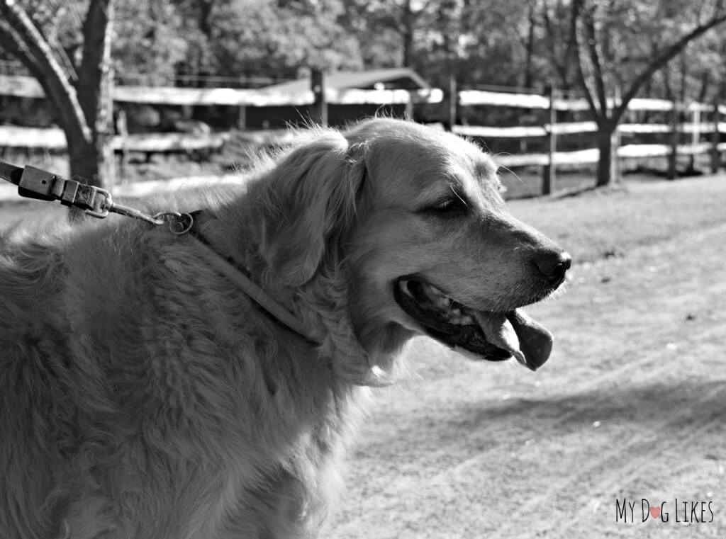 Harley on the Barktoberfest Pet Walk at Lollypop Farm