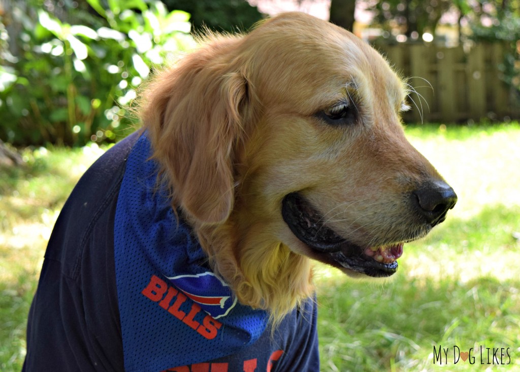 Buffalo Bills Dog Tee Shirt