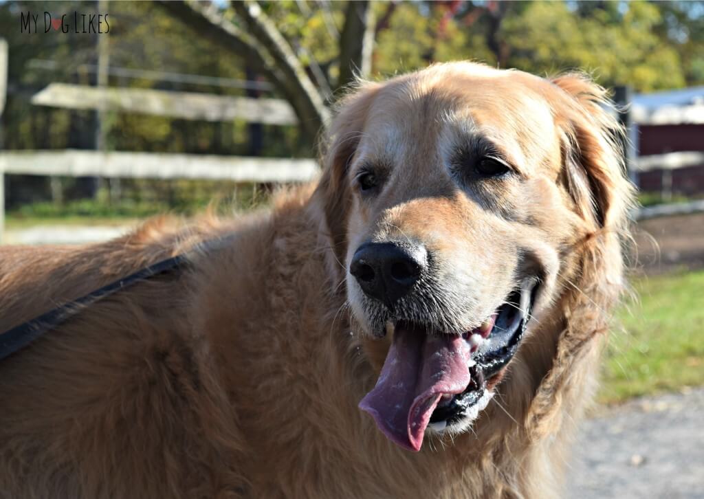 Our Handsome Boy Harley enjoying himself at Lollypop Farm's Barktober Fest