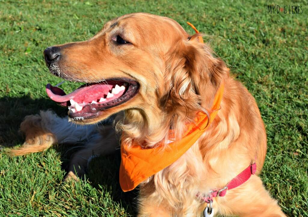 Charlie is happy as can be at Lollypop Farm's Barktoberfest