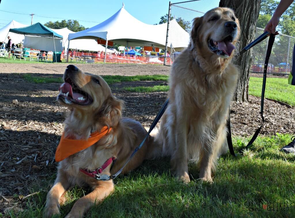 Harley and Charlie had so much fun at Lollypop Farm's Barktober Fest