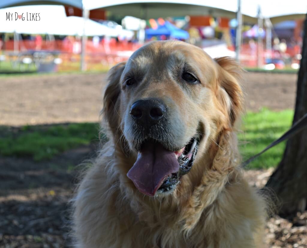 Harley taking in the sights of Lollypop Farm's Barktober Fest