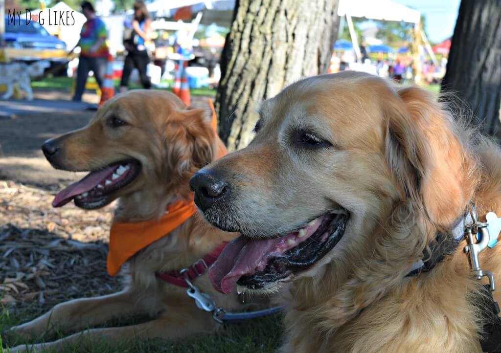 Harley and Charlie are happy boys at Lollypop Farm's Barktober Fest