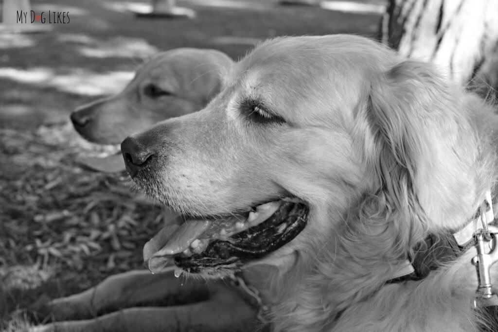 Harley and Charlie taking in the sights and sounds of Lollypop Farm's Barktoberfest