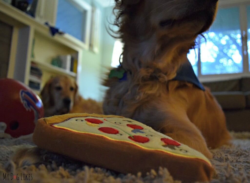 A jealous Harley looking on as Charlie plays with his new pridebites toy